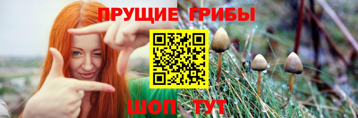 где купить наркоту  Вход с VPN  Можайск  Галлюциногенные грибы Psilocybe 